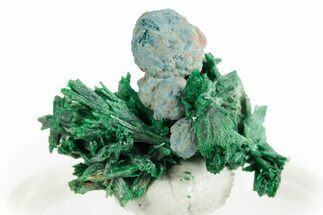 Blue Botryoidal Shattuckite on Fibrous Malachite - Namibia #363769