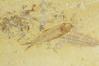 Detailed Fossil Fish (Knightia) - Wyoming #363779