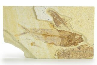 Detailed Fossil Fish (Knightia) - Wyoming #363781