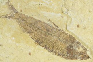 Detailed Fossil Fish (Knightia) - Wyoming #363784