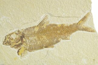 Detailed Fossil Fish (Knightia) - Wyoming #363793
