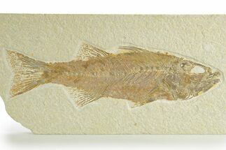 Uncommon Fish Fossil (Mioplosus) - Wyoming #363801