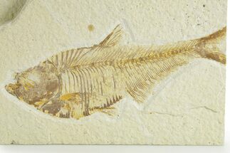 Detailed Fossil Fish (Diplomystus) - Wyoming #363810