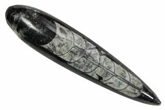 Polished Fossil Orthoceras (Cephalopod) - Morocco #363853