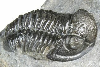 Detailed Gerastos Trilobite Fossil - Morocco #363934