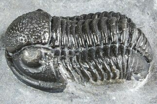 Detailed Gerastos Trilobite Fossil - Morocco #363963