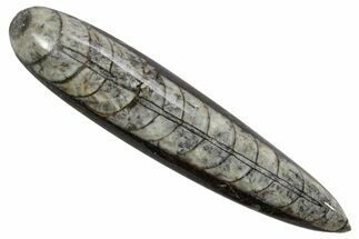 Polished Fossil Orthoceras (Cephalopod) - Morocco #363828