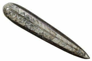 Polished Fossil Orthoceras (Cephalopod) - Morocco #363833