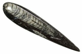 Polished Fossil Orthoceras (Cephalopod) - Morocco #363835