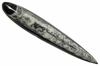 Polished Fossil Orthoceras (Cephalopod) - Morocco #363841