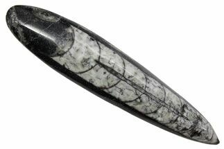 Polished Fossil Orthoceras (Cephalopod) - Morocco #363842