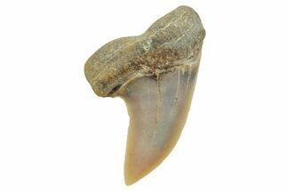Fossil Shark Tooth (Carcharodon planus) - Bakersfield, CA #363965