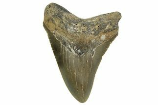 Serrated, Fossil Megalodon Tooth - North Carolina #363704