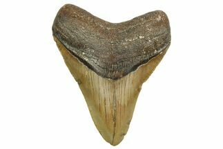 Fossil Megalodon Tooth - North Carolina #363710