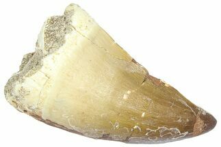 Bargain, Fossil Prognathodontid Mosasaur Tooth - Morocco #364133