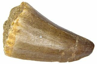 Fossil Mosasaur (Mosasaurus) Tooth - Morocco #364151