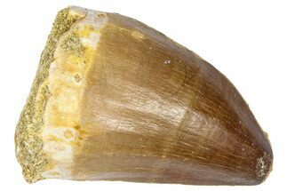 Fossil Mosasaur (Thalassotitan) Tooth - Morocco #364153