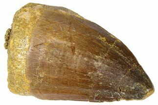 Fossil Mosasaur (Thalassotitan) Tooth - Morocco #364165