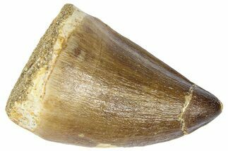 Fossil Mosasaur (Thalassotitan) Tooth - Morocco #364171