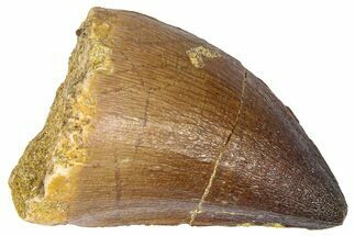 Fossil Mosasaur (Thalassotitan) Tooth - Morocco #364173