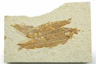 Limestone with Two Fossil Fish (Knightia) - Wyoming #363819