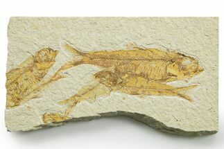 Limestone with Five Fossil Fish (Knightia) - Wyoming #363825