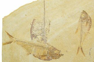 Plate of Three Fossil Fish (Diplomystus) - Wyoming #363851