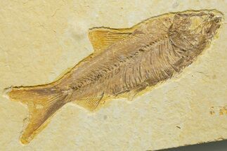 Detailed Fossil Fish (Knightia) - Wyoming #363872