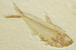 Detailed Fossil Fish (Diplomystus) - Wyoming #363910