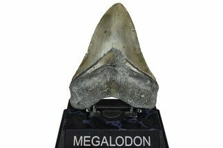 Serrated, Fossil Megalodon Tooth - North Carolina #362876