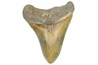 Fossil Megalodon Tooth - North Carolina #362949