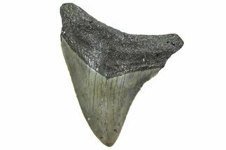 Juvenile Megalodon Tooth - North Carolina #362955