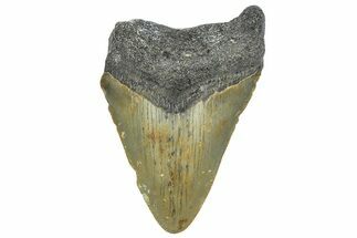 Bargain, Juvenile Megalodon Tooth - Serrated Blade #362956