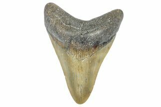 Fossil Megalodon Tooth - North Carolina #362959