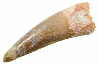 Fossil Spinosaurus Tooth - Real Dinosaur Tooth #362839