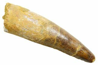 Fossil Spinosaurus Tooth - Real Dinosaur Tooth #362842