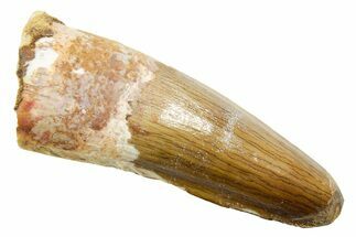 Fossil Spinosaurus Tooth - Real Dinosaur Tooth #362911