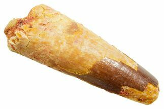 Fossil Spinosaurus Tooth - Feeding Worn Tip #362914