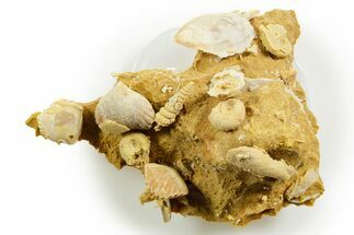 Miniature Fossil Cluster (Ammonites, Brachiopods) - France #364256