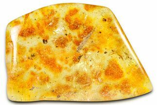 Polished Colombian Copal ( g) - Contains Insects & Leaf! #364300