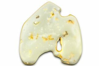 Polished Colombian Copal ( g) - Contains Beetles & Termites #364308
