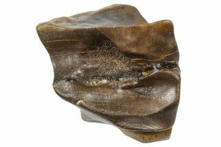 Fossil Triceratops Shed Tooth - Wyoming #364316