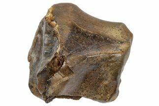 Fossil Triceratops Shed Tooth - Wyoming #364319