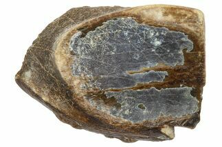 Fossil Triceratops Shed Tooth - Wyoming #364325