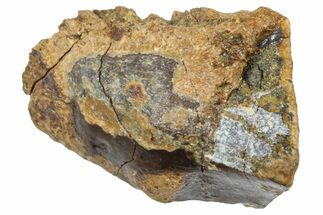 Fossil Triceratops Shed Tooth - Wyoming #364330