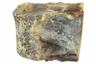 Fossil Triceratops Shed Tooth - Wyoming #364331