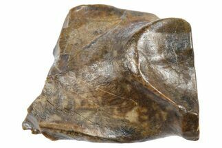 Fossil Triceratops Shed Tooth - Wyoming #364335
