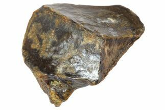 Partial Fossil Triceratops Tooth - Wyoming #364340