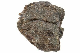 Partial Fossil Triceratops Tooth - Wyoming #364341