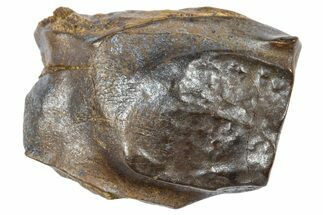 Fossil Triceratops Shed Tooth - Wyoming #364346